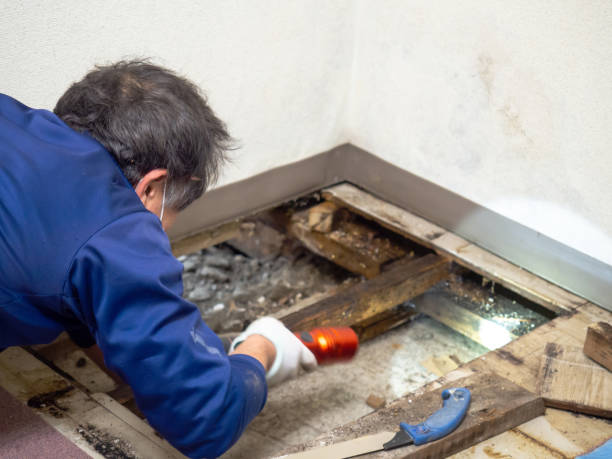 Best DIY Mold Remediation Support Services in Pleasantville, IA