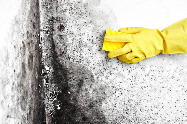 Best Residential Mold Remediation in Pleasantville, IA